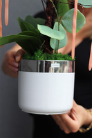 Orchidesa Moneti, egzotyczny storczyk z eukaliptusem, wys.63cm