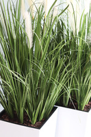 Dania, kompozycja z traw pampasowych w białej donicy, wys.145cm