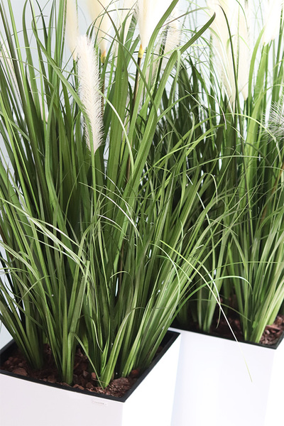 Dania, kompozycja z traw pampasowych w białej donicy, wys.145cm