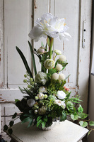 Amarylis Deo 2, kompozycja kwiatowa w srebrnej donicy, wys.65cm 