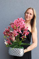 Hedrata Granada, gumowy storczyk w srebrnej donicy, wys.50cm