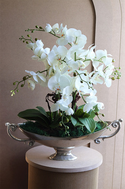 Wilanów, storczyk w pucharze, wys.67cm