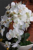 sztuczny storczyk, Laos New