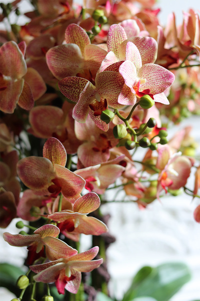 Castellamare Deluxe Gold, gumowy storczyk