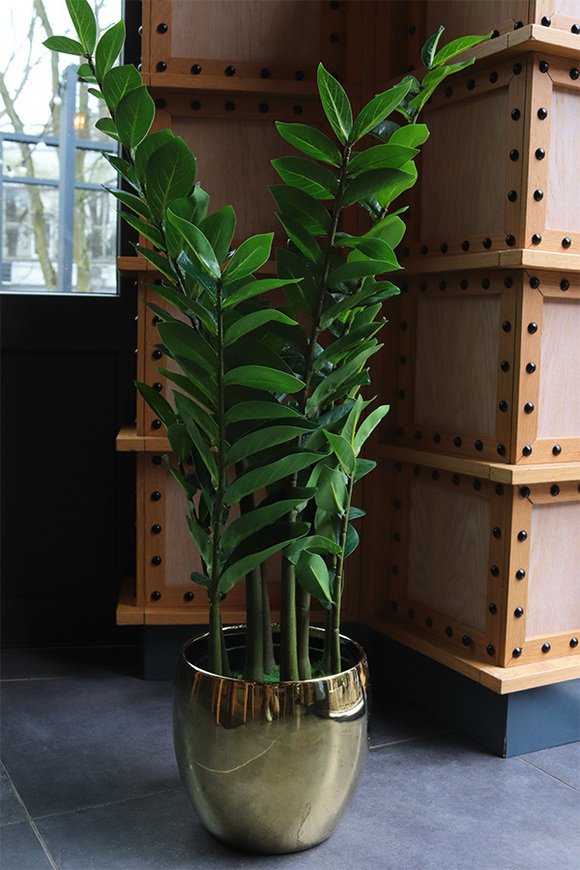 Zamiokulkas Gold, sztuczna roślina w doniczce