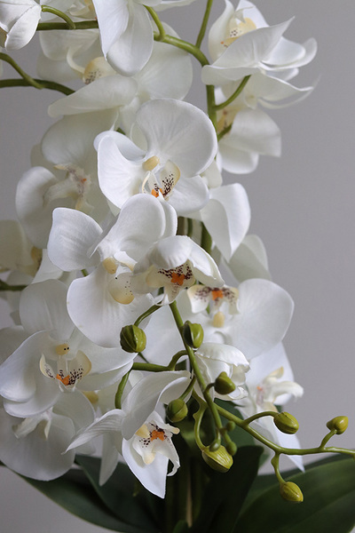 Refila Saute, wysokiej jakości storczyk do Twojej donicy, wys.60cm