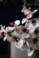 gumowy storczyk w lustrzanej donicy, Kreolisto, wys.68cm