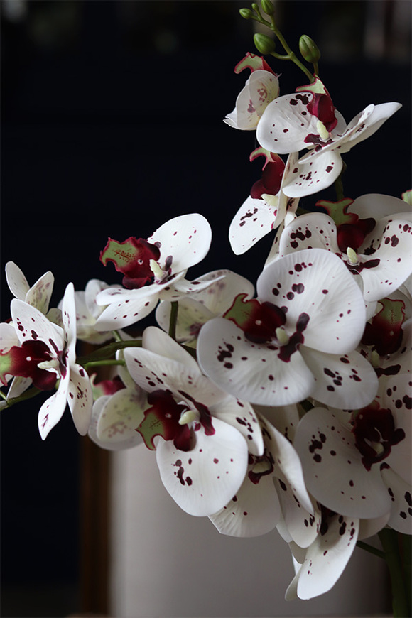 gumowy storczyk w lustrzanej donicy, Kreolisto, wys.68cm