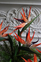 Strelicja Dekina Red, egzotyczna kompozycja w wazonie