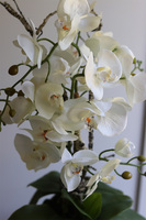 Szachownica, sztuczny storczyk w doniczce