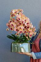 Granada Green, gumowy storczyk w zielonej donicy