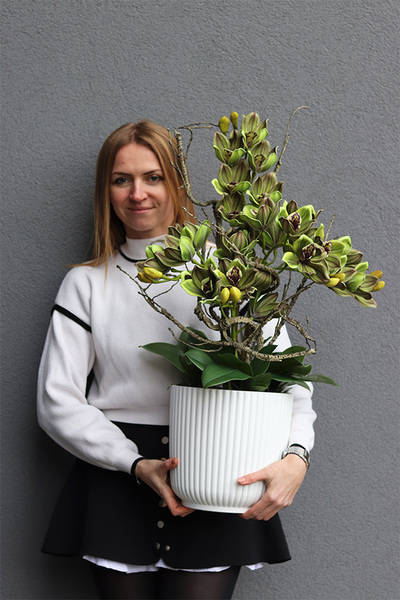 Green Housemania, storczyk cymbydium w doniczce