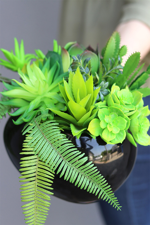 Black Jedita Manferdo, kompozycja sukulenty w donicy, wys.24cm 