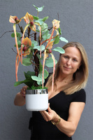 Orchidesa Moneti, egzotyczny storczyk z eukaliptusem, wys.63cm