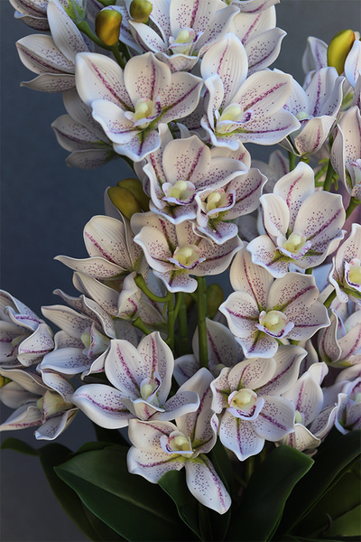 Jagodowe Cymbydium, storczyk w donicy klienta