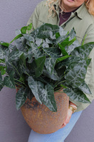 Filodendron Pompei, sztuczna roślina w donicy ceramicznej