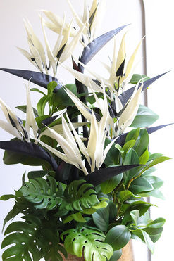 Kredeliana Oliver, kompozycja ze strelicją w złotej donicy, wys.72cm 