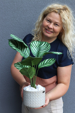 Peperomia Srebrzysta, roślina doniczkowa w osłonce, wys.46cm