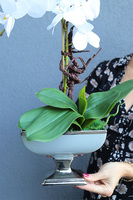 Gusta, szuczny storczyk w pucharze glamour, wys.54cm 