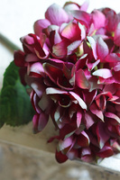 Hydrangea Mood, bukiet różowo-fioletowych hortensji