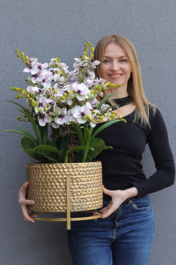 Goldenario Ellie 2, biały gumowy storczyk w złotej donicy, wys.72cm 