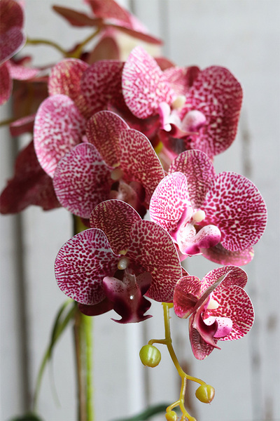 Granada Pudrowa Łuna, gumowy storczyk w srebrnej donicy, wys.65cm