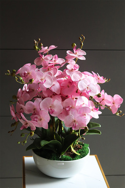 Pink Supreme, storczyk w białej misie, wys.54cm 