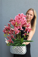 Hedrata Granada, gumowy storczyk w srebrnej donicy, wys.50cm