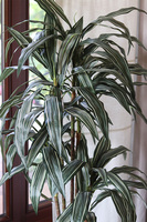 Dracena Bellis, sztuczna roślina w doniczce