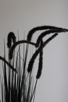 Calladio, trawy z czarnymi kłosami w koszu, wys.85cm