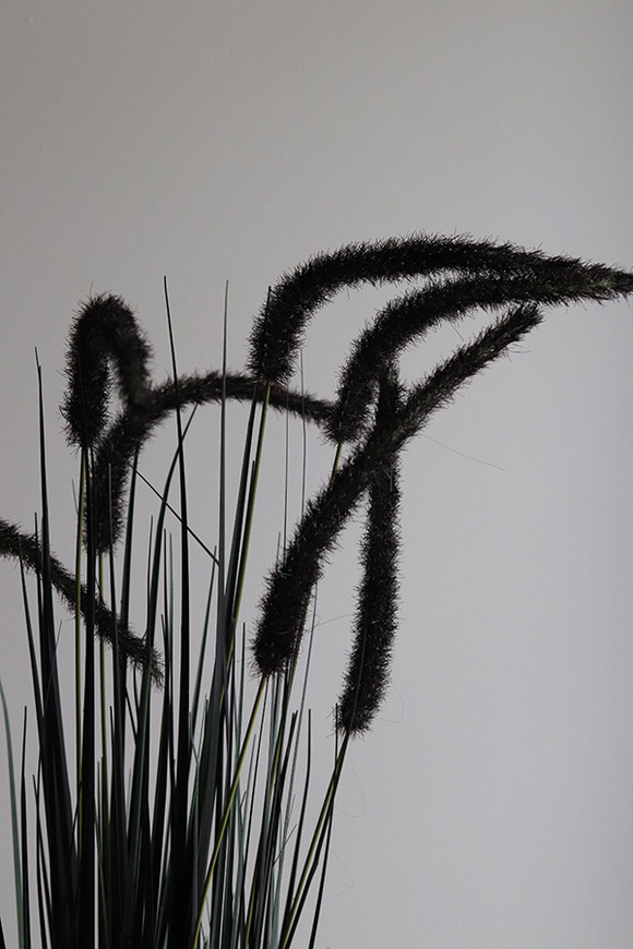 Calladio, trawy z czarnymi kłosami w koszu, wys.85cm