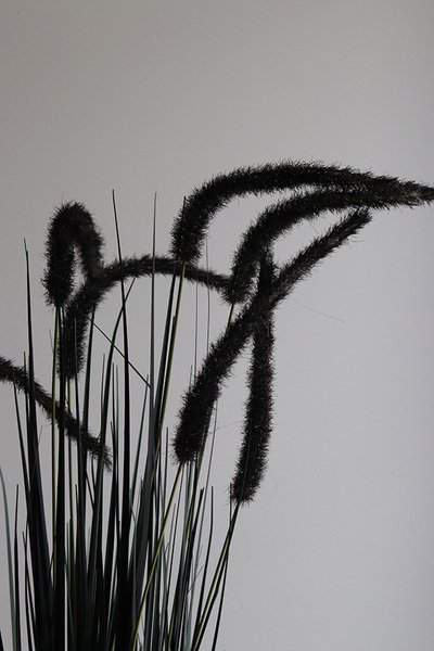 Calladio, trawy z czarnymi kłosami w koszu, wys.85cm