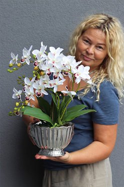 Selania Embassy, storczyk w ceramicznym pucharze, wys.45cm