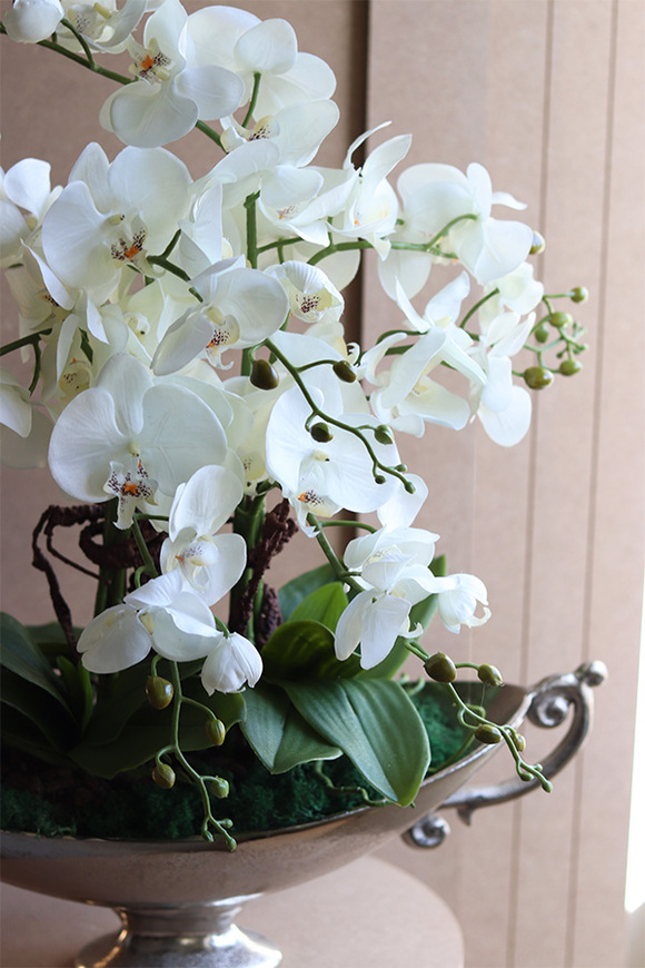 Wilanów, storczyk w pucharze