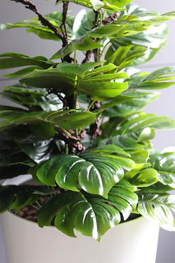 drzewko sztuczne Monstera Mediolan w donicy, wys.156cm