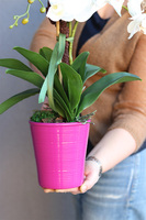 Pink Floor, storczyk w różowej donicy