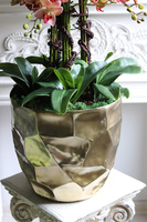 Castellamare Deluxe Gold, gumowy storczyk