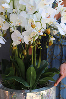 luksusowy storczyk podłogowy Explosion, Silver Mozaika