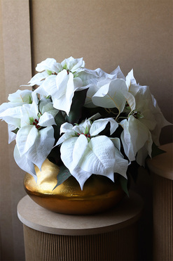 Gwiazda Betlejemska Goldenia, wysokiej jakości sztuczna roślina, wys.47cm