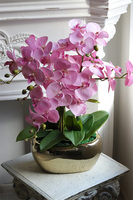 Pink&Gold 2, storczyk w złotej donicy glamour