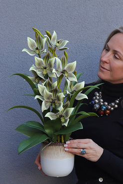 Harlow Pistacio, gumowy storczyk w donicy, wys.57cm