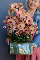 Granada Green, gumowy storczyk w zielonej donicy