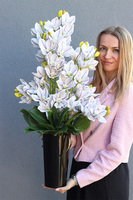 Jagodowe Cymbydium, storczyk w donicy klienta