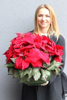 Gwiazda Betlejemska Klassika, wysokiej jakości sztuczna roślina