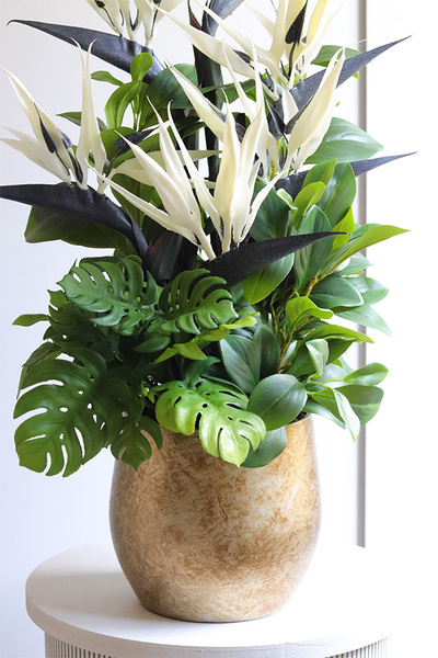 Kredeliana Oliver, kompozycja ze strelicją w złotej donicy