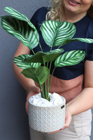 Peperomia Srebrzysta, roślina doniczkowa w osłonce