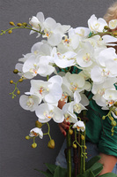 Figaro Huriela, duży storczyk w biało-srebrnej donicy, wys.80cm 