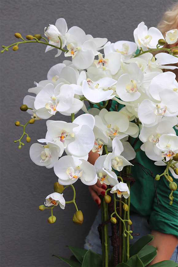 Figaro Huriela, duży storczyk w biało-srebrnej donicy, wys.80cm 