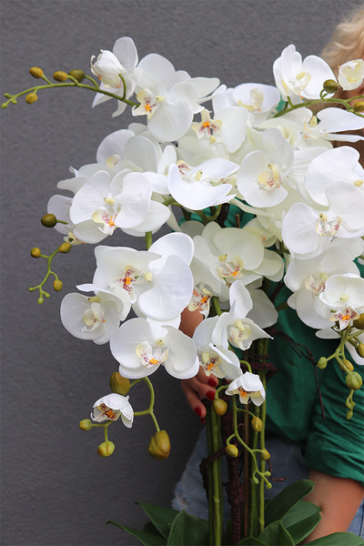 Figaro Huriela, duży storczyk w biało-srebrnej donicy, wys.80cm 