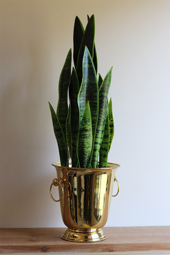 Sansewieria Gold Cooler, zielona dekoracja, wys.70cm